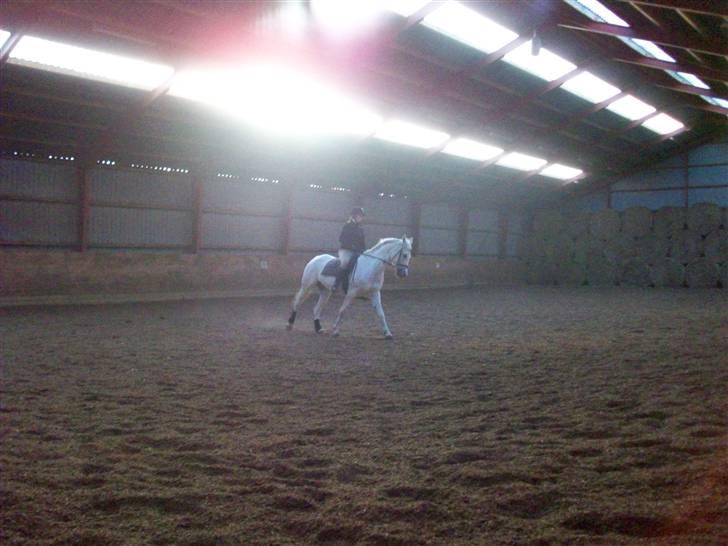 Arabisk fuldblod (OX) Filip billede 9