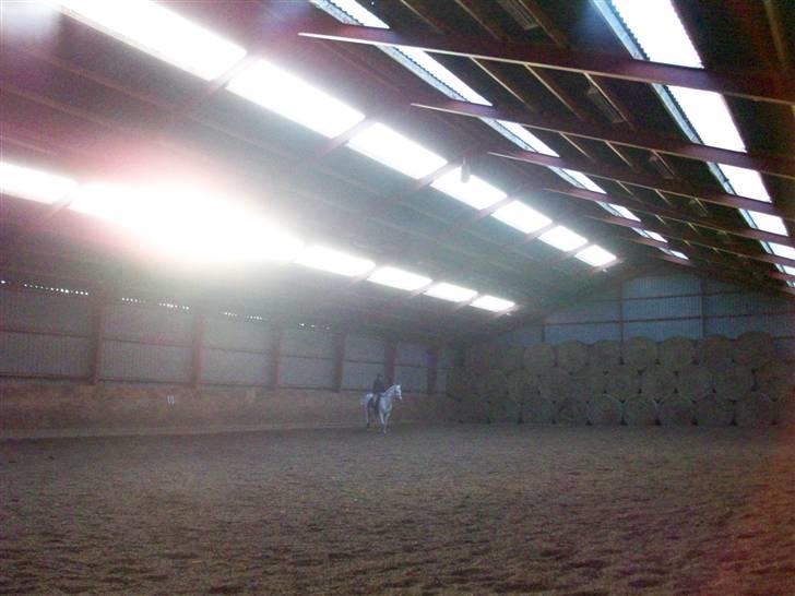 Arabisk fuldblod (OX) Filip billede 10