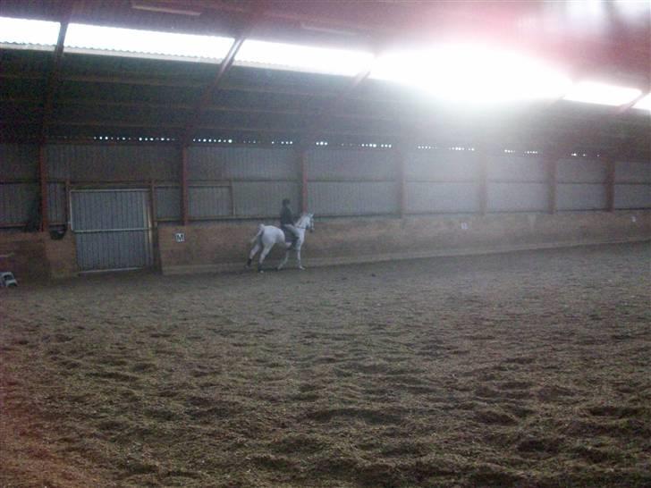 Arabisk fuldblod (OX) Filip billede 11