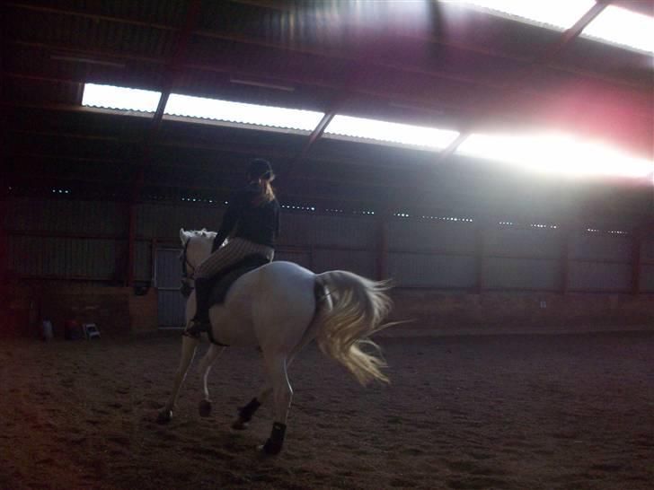 Arabisk fuldblod (OX) Filip billede 12