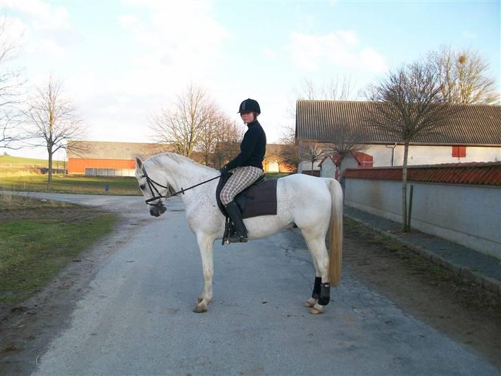 Arabisk fuldblod (OX) Filip billede 13