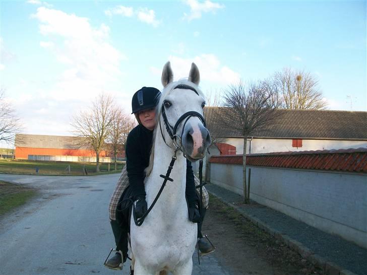 Arabisk fuldblod (OX) Filip billede 1