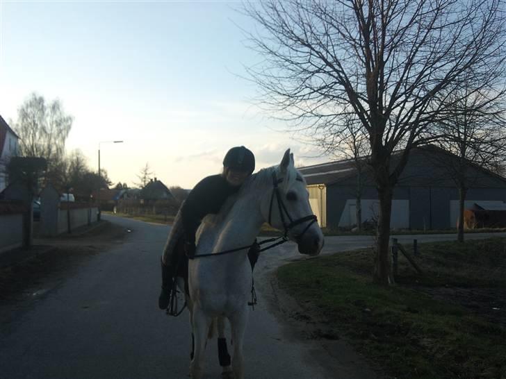 Arabisk fuldblod (OX) Filip billede 14