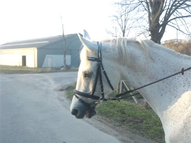 Arabisk fuldblod (OX) Filip billede 15