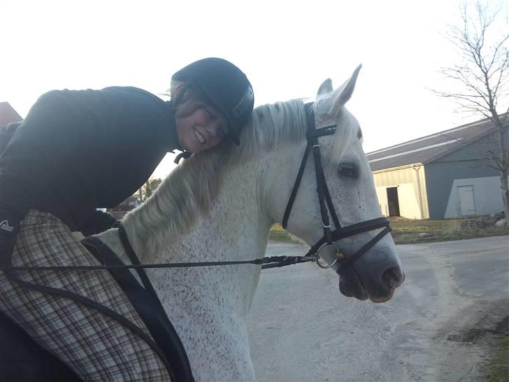 Arabisk fuldblod (OX) Filip billede 16