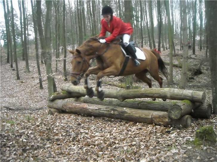 Palomino Kandiz - kandiz på den først forår´s jagt <3 Taget af : Kathrine Frosted billede 13