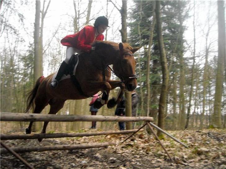 Palomino Kandiz - Springer uden problemmer<3 Taget af : Kathrine Frosted billede 14
