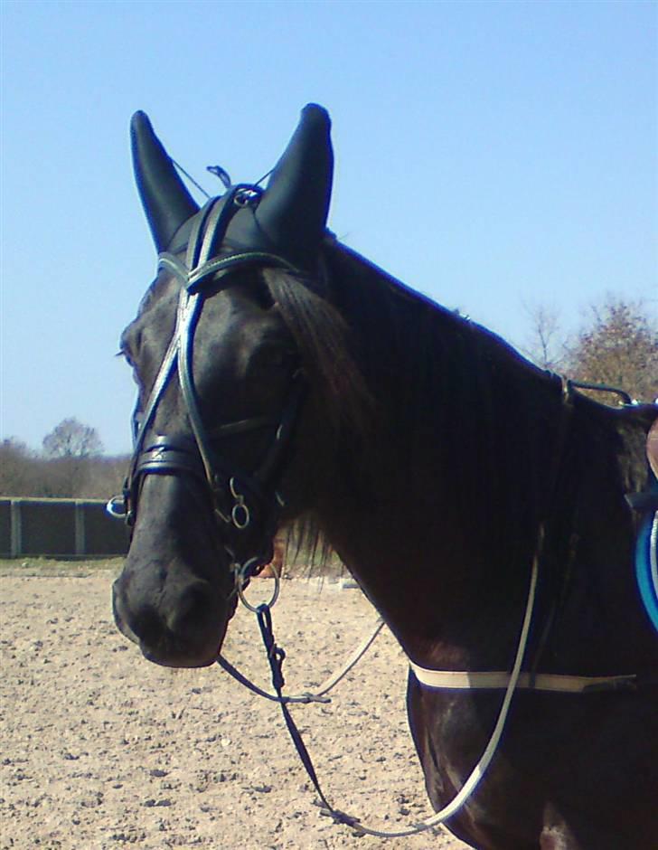 Traver Black Progress - Dejlig afslappet ridetur billede 10