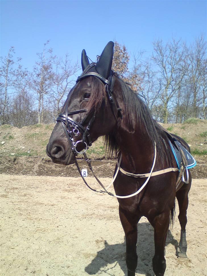 Traver Black Progress - Den sidste træning inden løb i Sverige billede 11