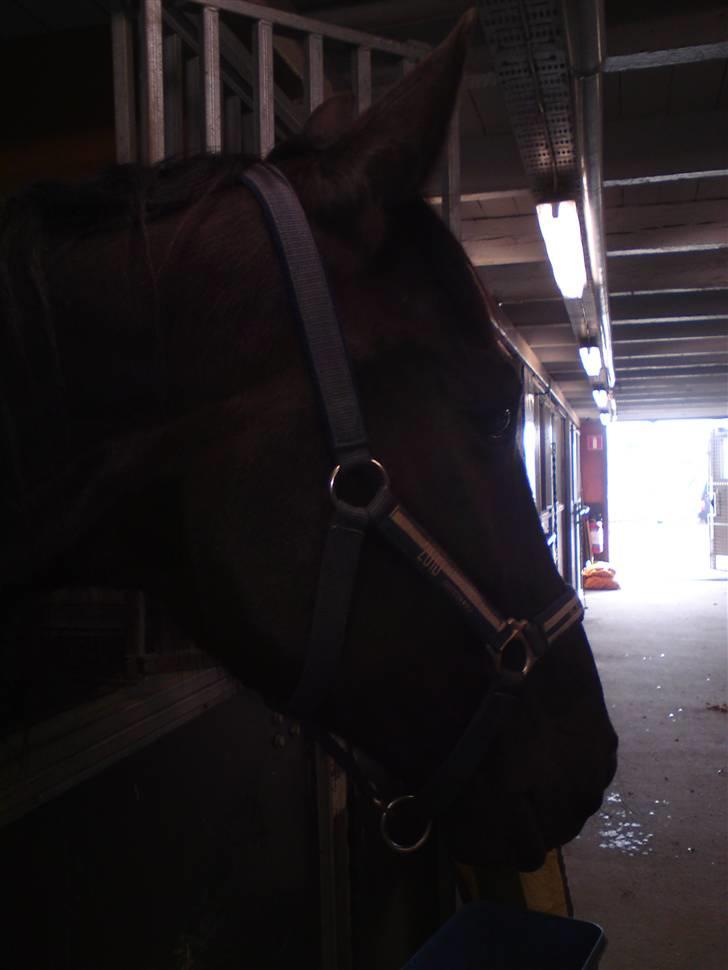 Traver Black Progress - Batman venter spændt på at skal løbe væddeløb i Sverige billede 12