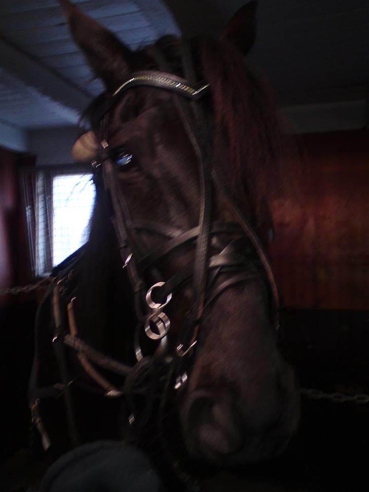 Traver Black Progress - Lidt utydeligt billede, men Blacken spændt for billede 13