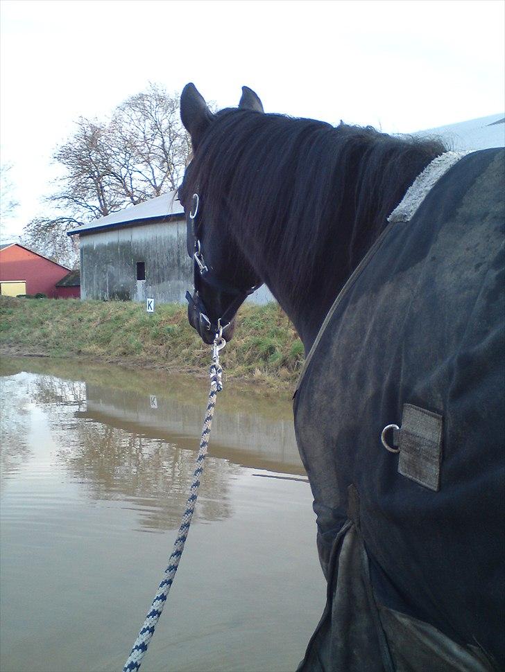 Traver Black Progress - Når vi leger i vandpytter :D billede 15