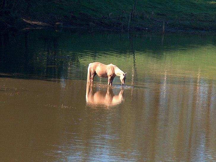 Tysk Sportspony Goldy billede 12