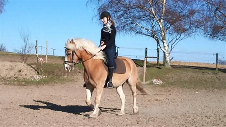 Haflinger Jasper Wandein  billede 10