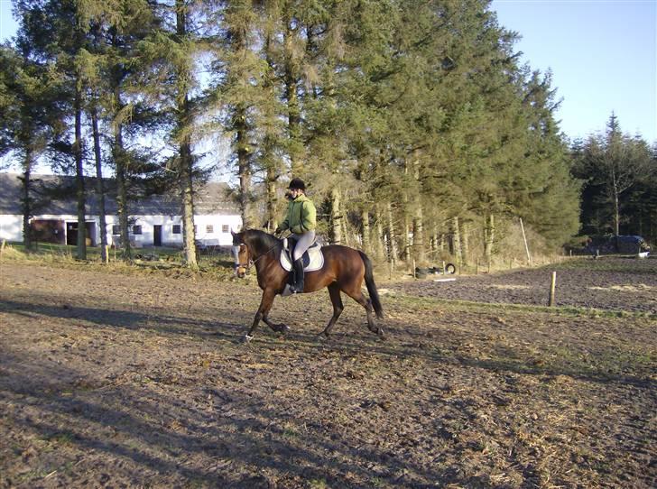 Fuldblod (XX) Competence (DEN) billede 7