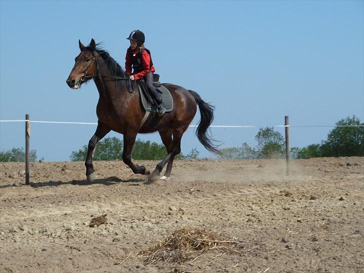 Anden særlig race Contess - Contess og jeg i 2010 billede 7