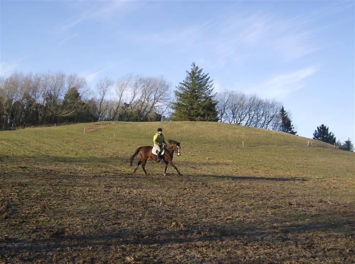 Fuldblod (XX) Competence (DEN) billede 10