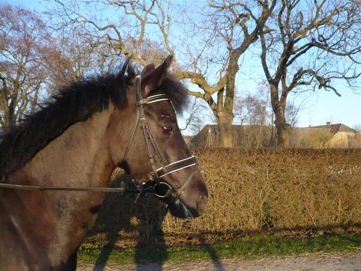 New Forest Kildebo´s Mr. Max Solgt billede 20