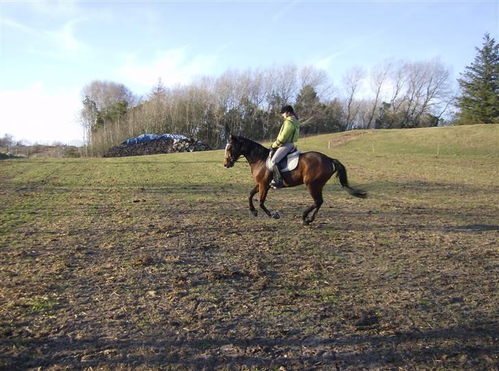 Fuldblod (XX) Competence (DEN) billede 8