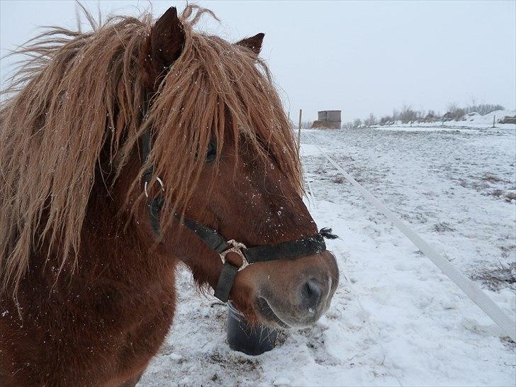 Anden særlig race Pferdinand billede 18