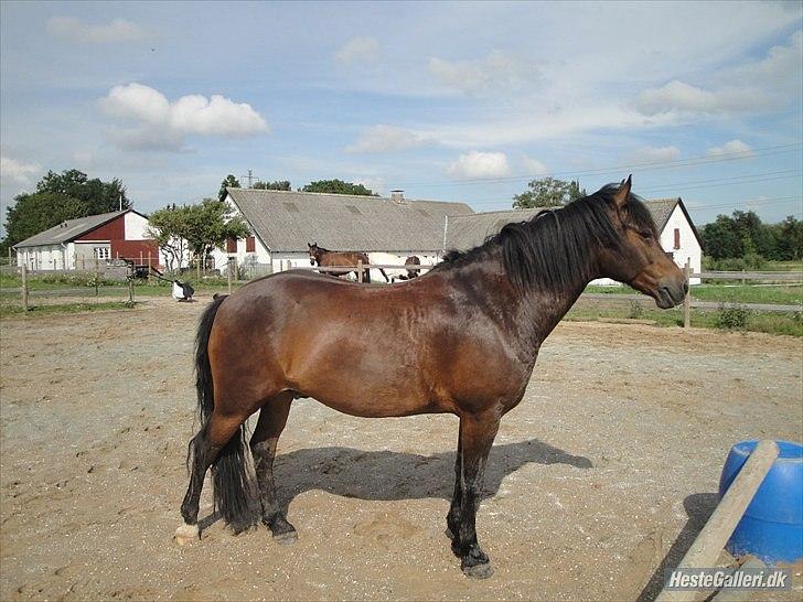 New Forest Ida´s Moonlight *Monty* - velkommen til moonlight´s profil.... billede 1