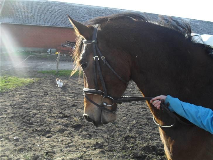 Anden særlig race Dakota billede 1