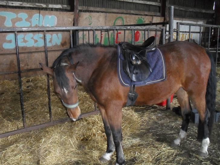 Anden særlig race Dakota billede 2