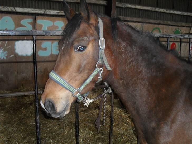 Anden særlig race Dakota billede 3