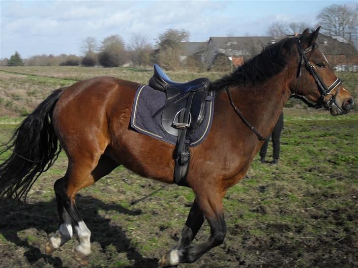 Anden særlig race Dakota billede 4