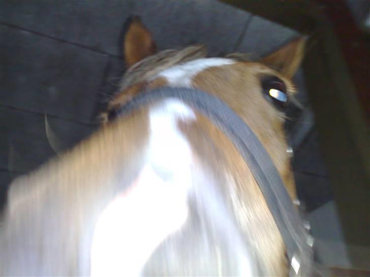 Welsh Pony (sec B) | Amigo Bluebell - # 17 - hvad´ det du har der? - GIV MIG DET! KOM MED DET!! :D billede 17