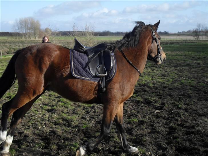 Anden særlig race Dakota billede 5
