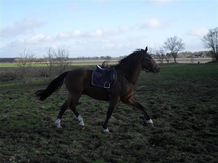 Anden særlig race Dakota billede 6