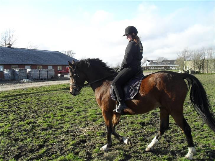 Anden særlig race Dakota billede 7