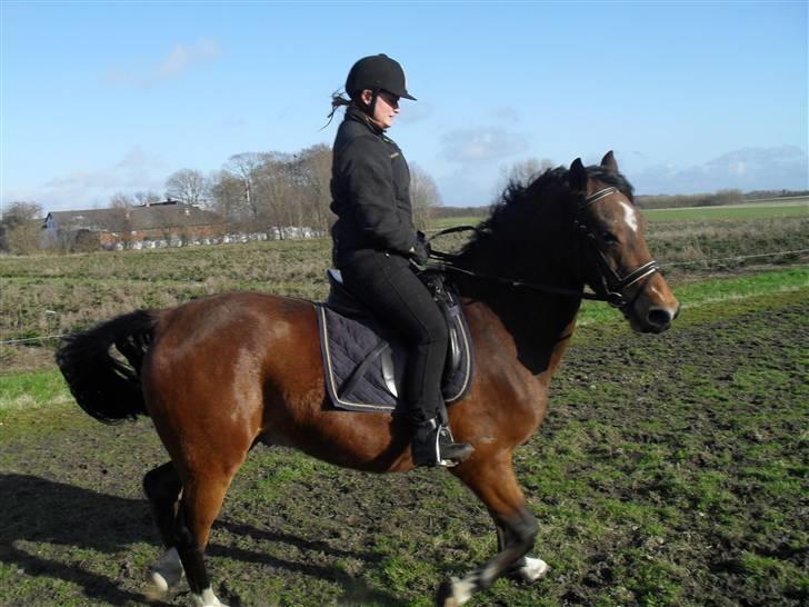 Anden særlig race Dakota - ups gik lidt hurtigt:p billede 8