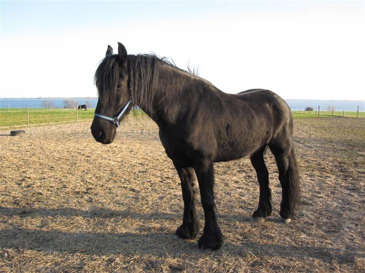 Frieser Strauss (tidliger part)  - 14-04-2010  billede 5