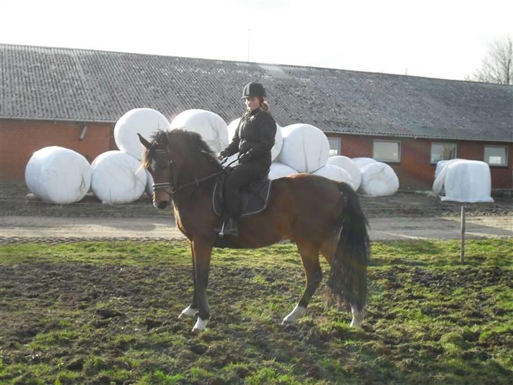 Anden særlig race Dakota billede 9