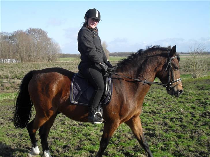 Anden særlig race Dakota billede 10