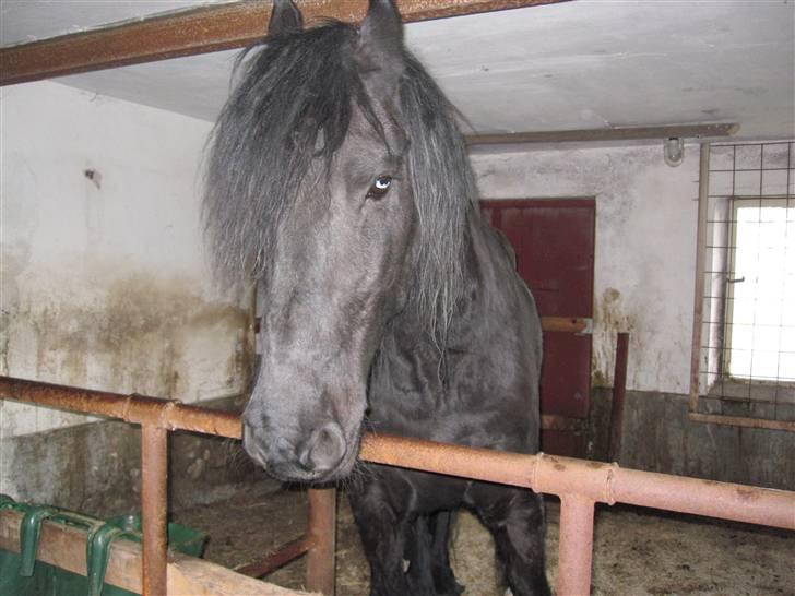 Frieser Strauss (tidliger part)  - 14-04-2010 billede 7
