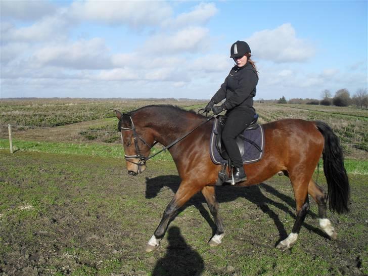 Anden særlig race Dakota billede 11