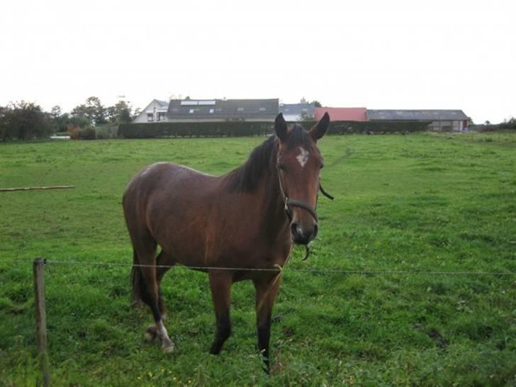Anden særlig race Dakota billede 12