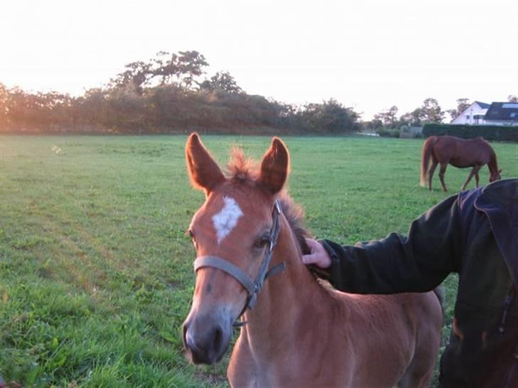 Anden særlig race Dakota billede 13