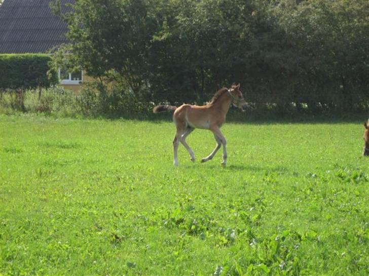 Anden særlig race Dakota billede 15