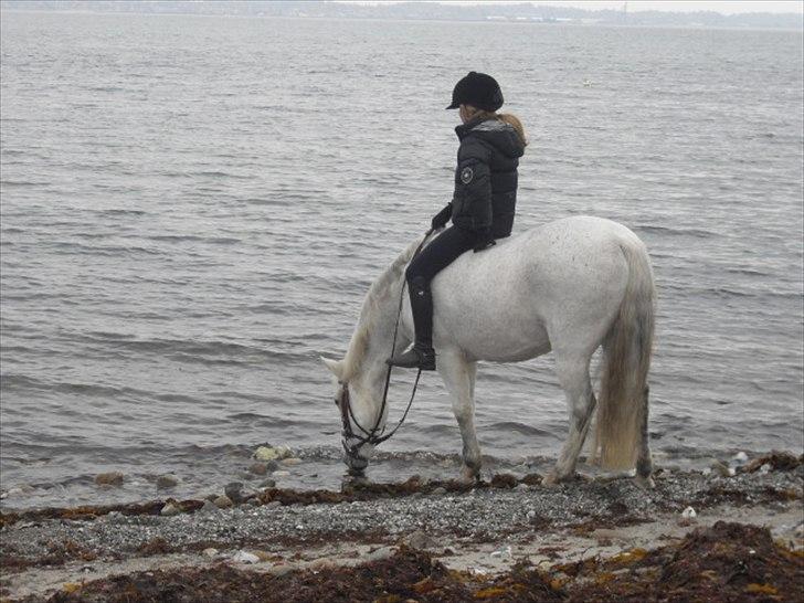 New Forest Moonlight - Paradisgaarden 2010! billede 8