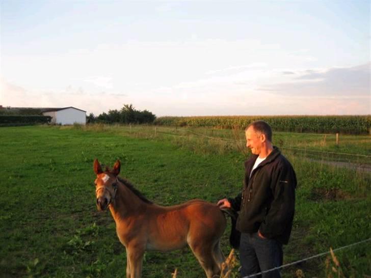 Anden særlig race Dakota billede 16