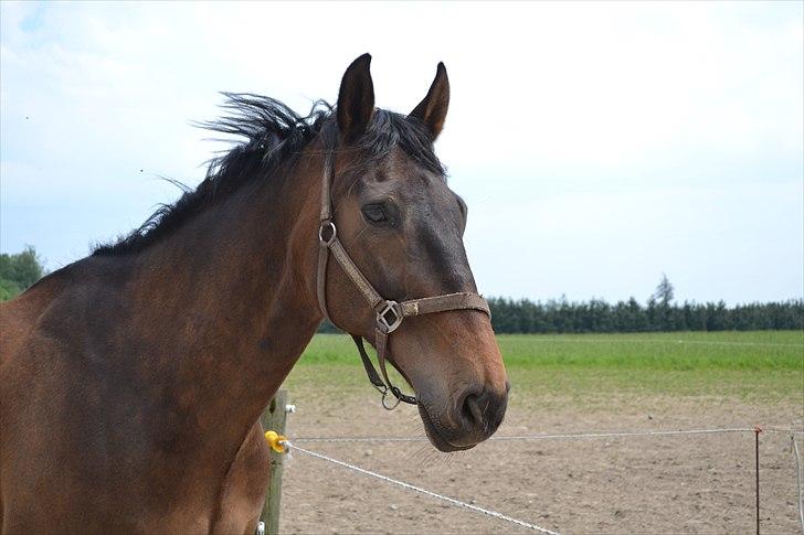 Dansk Varmblod Capitano Af Granlygård RIP<3 - Foto: Mig med mit nye spejlrefleks billede 15