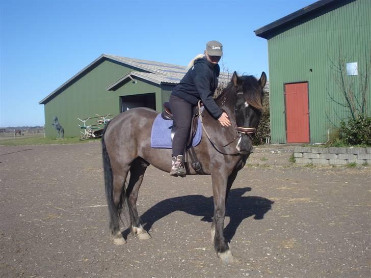 Koldblodstraver Don Diablo billede 13