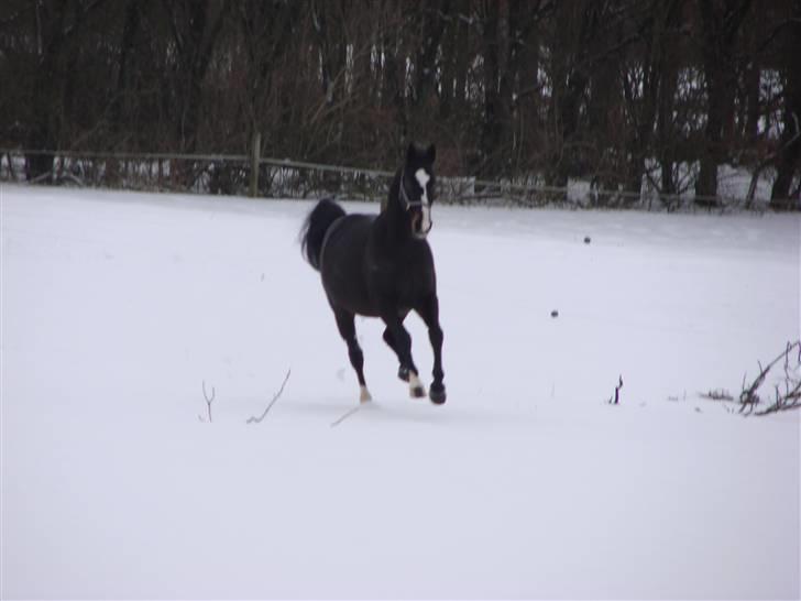 Anden særlig race Kasper  - Et af de sidstre billeder af Kasper ... :o( snøft.. billede 13