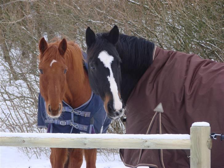 Anden særlig race Kasper  - Kasper & hans ven Light billede 14