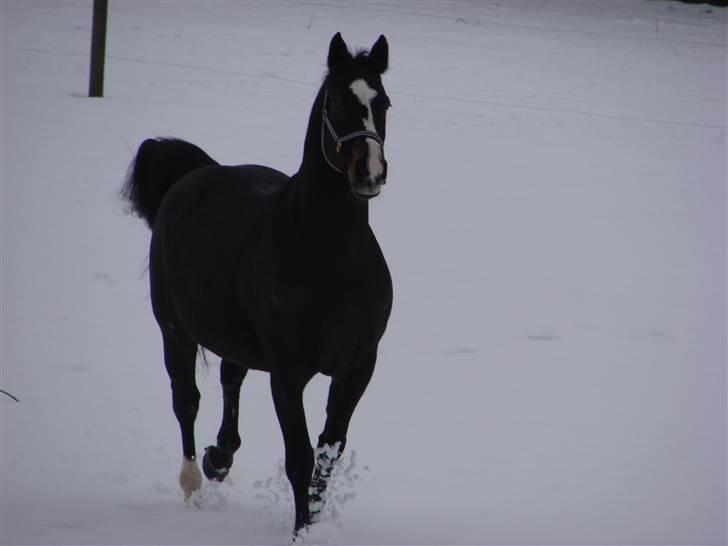 Anden særlig race Kasper  - En kæk Kappe billede 15