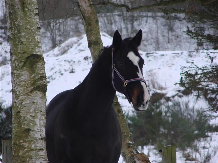 Anden særlig race Kasper  - Det her billede er jeg helt vild med  billede 16